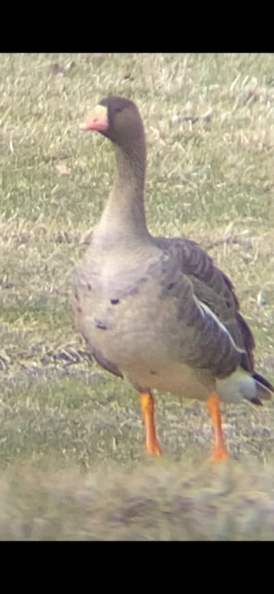 Greater White-fronted Goose - ML615654628