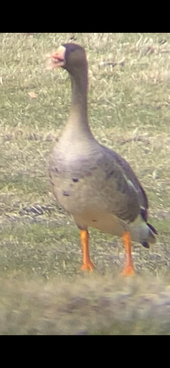 Greater White-fronted Goose - ML615654629