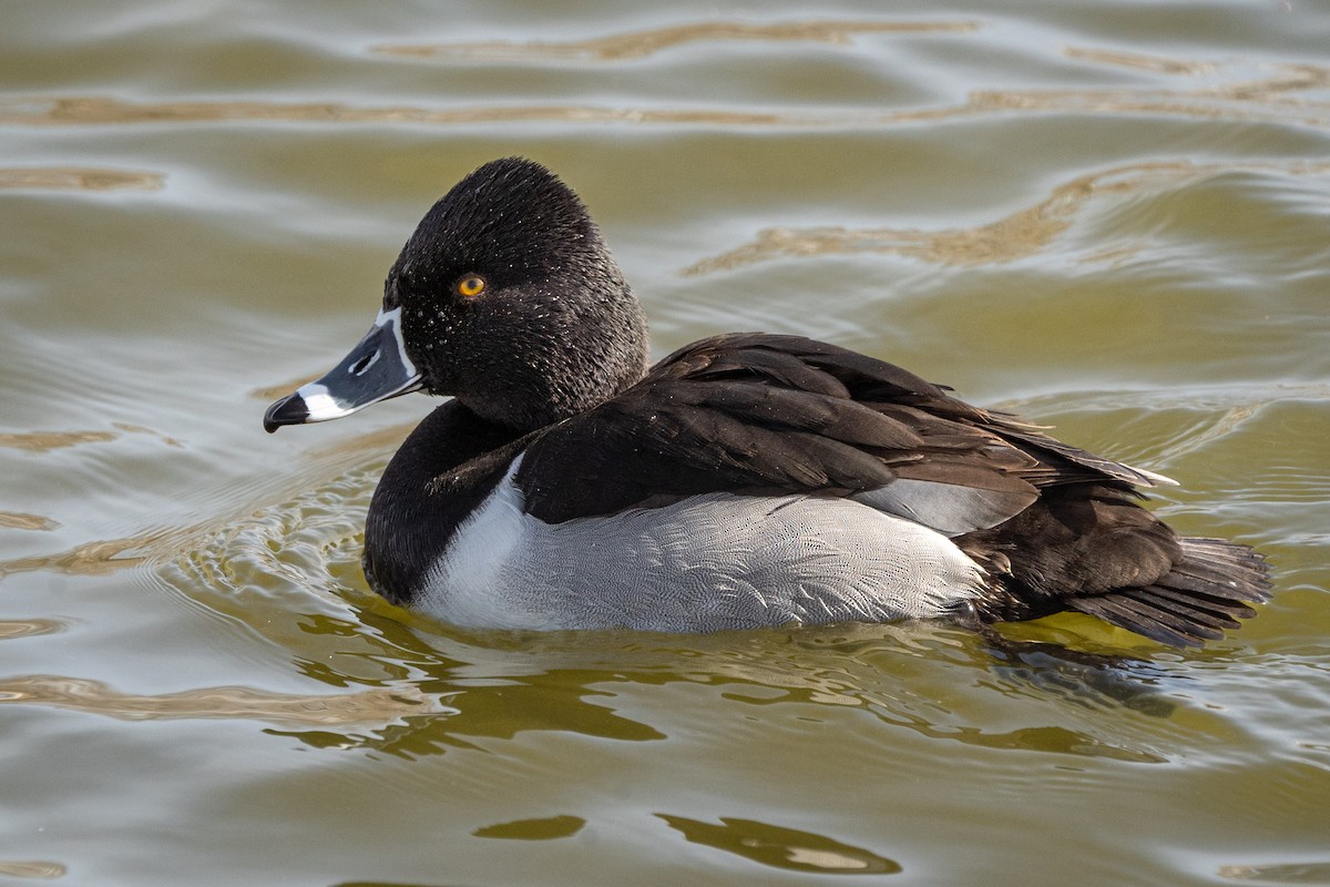 Ring-necked Duck - ML615654852