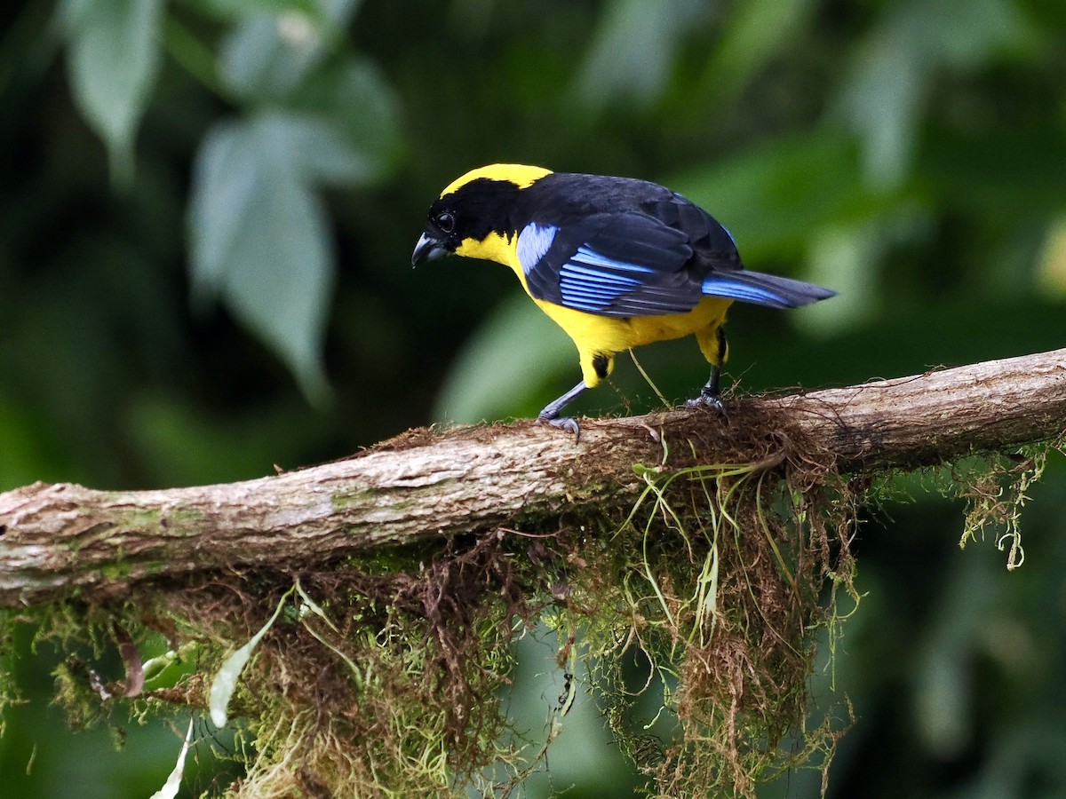 Blue-winged Mountain Tanager (Blue-winged) - ML615655026