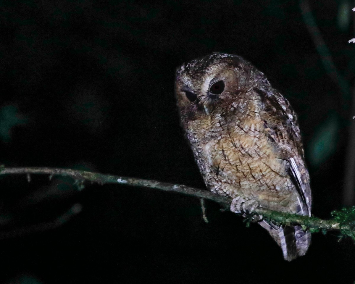 Rufescent Screech-Owl (Colombian) - ML615655153