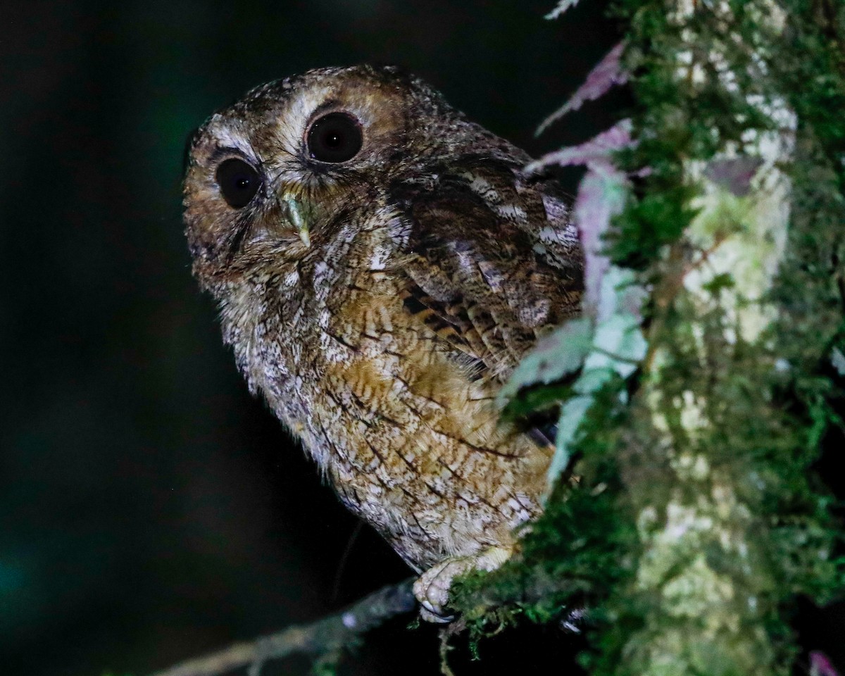 Rufescent Screech-Owl (Colombian) - ML615655154