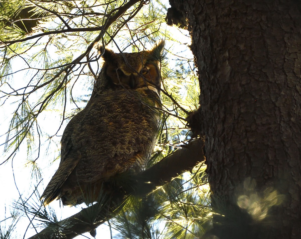 Great Horned Owl - ML615655195