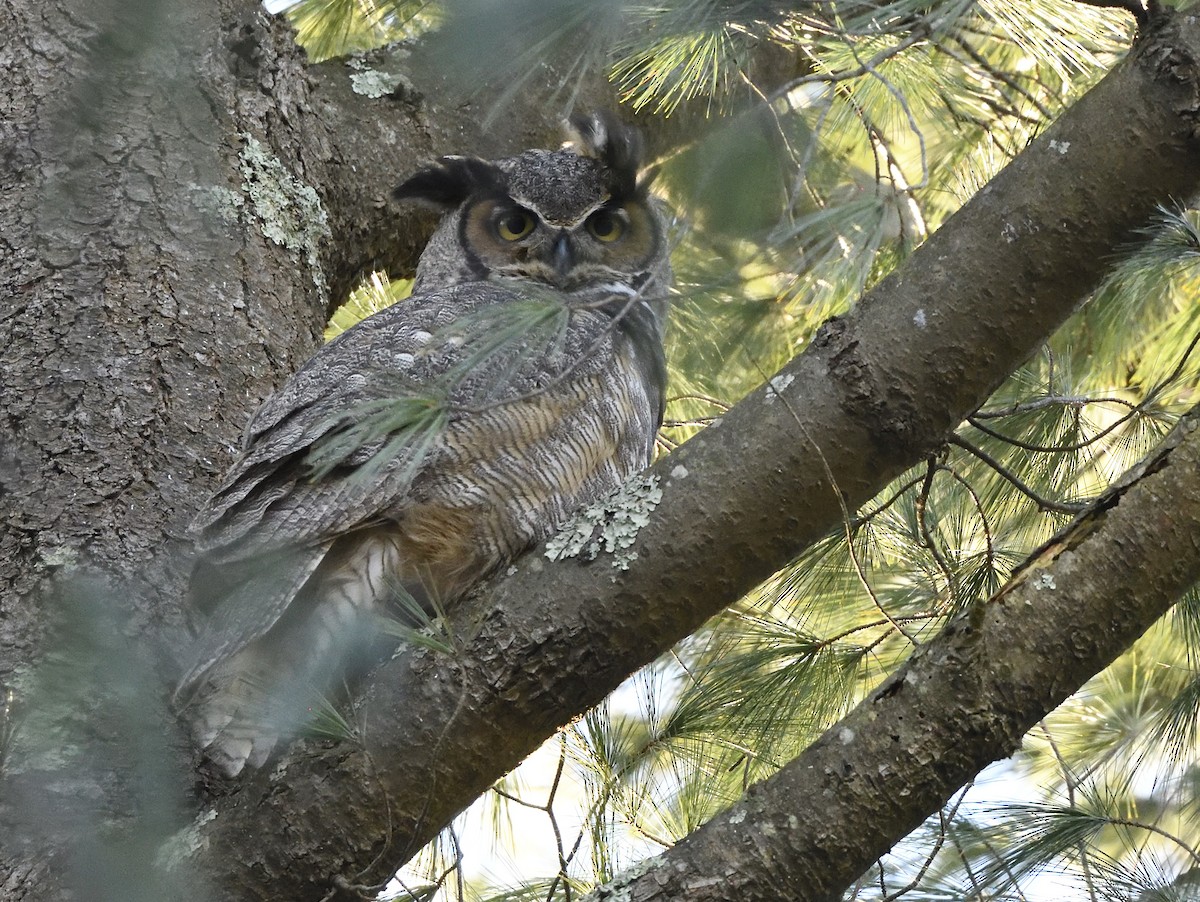 Great Horned Owl - ML615655196