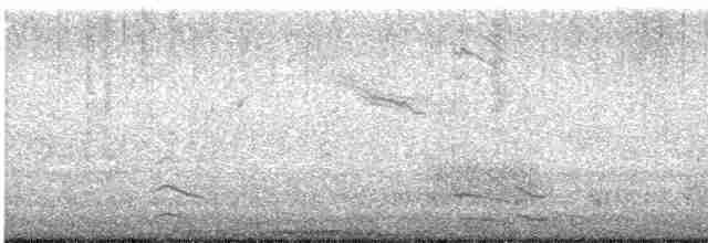 holub skalní (domácí) - ML615655275