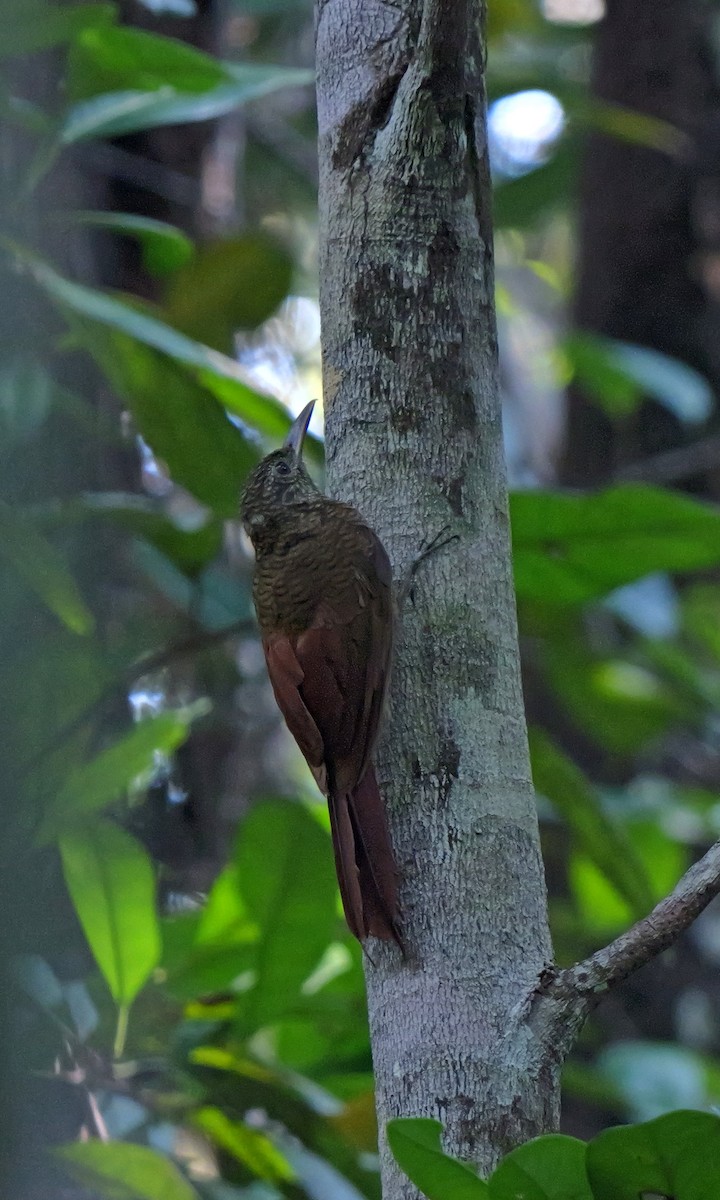 Amazonian Barred-Woodcreeper - Dennis Arendt