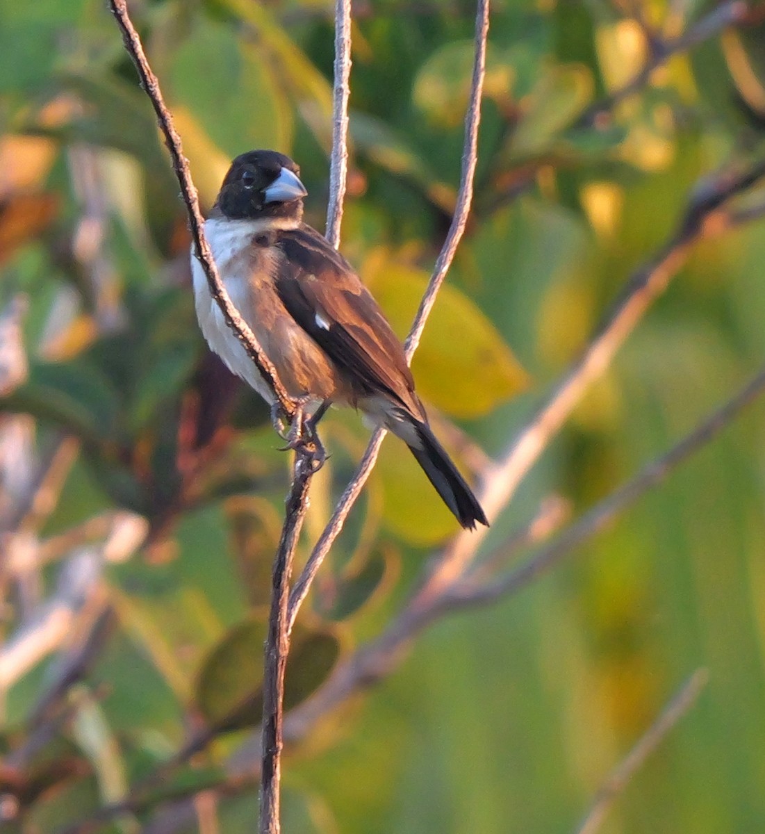 White-naped Seedeater - ML615655638