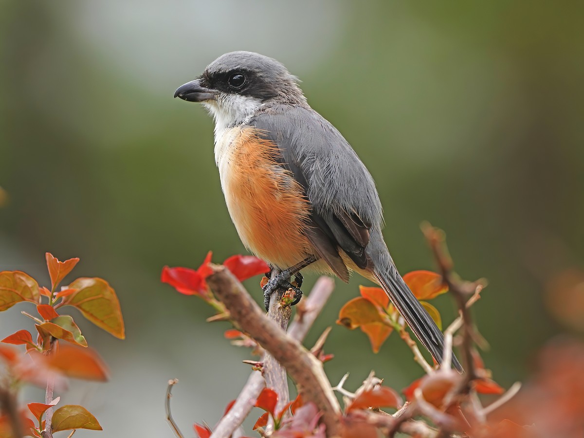 Mountain Shrike - Lanius validirostris - Birds of the World