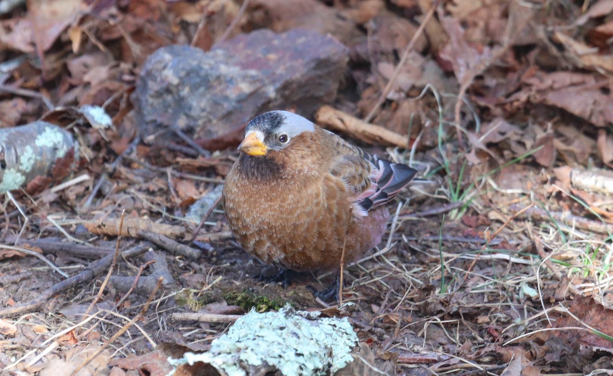 Gray-crowned Rosy-Finch - ML615655943