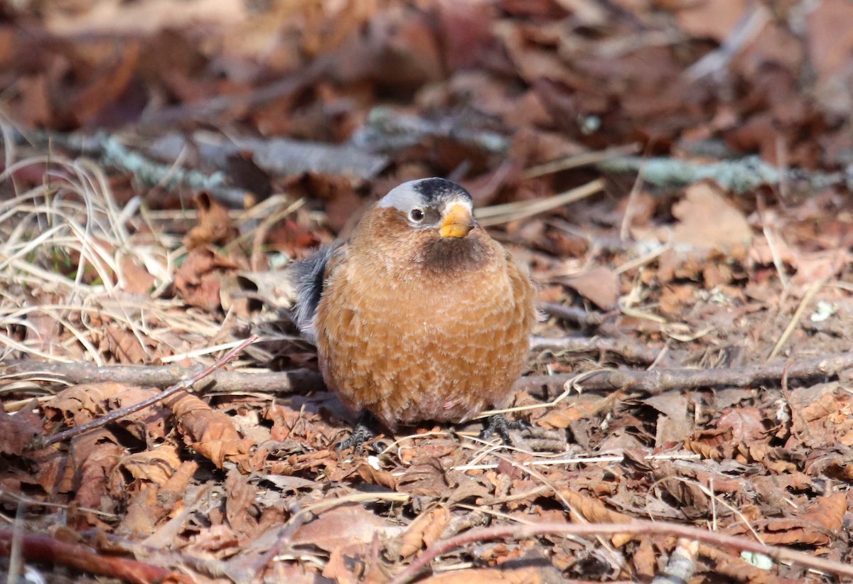 Gray-crowned Rosy-Finch - ML615655947