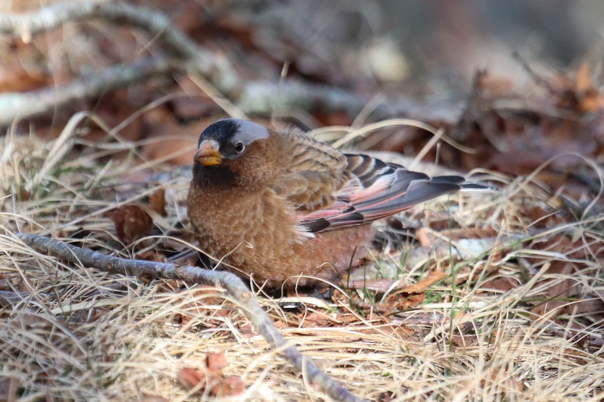 Gray-crowned Rosy-Finch - ML615655948
