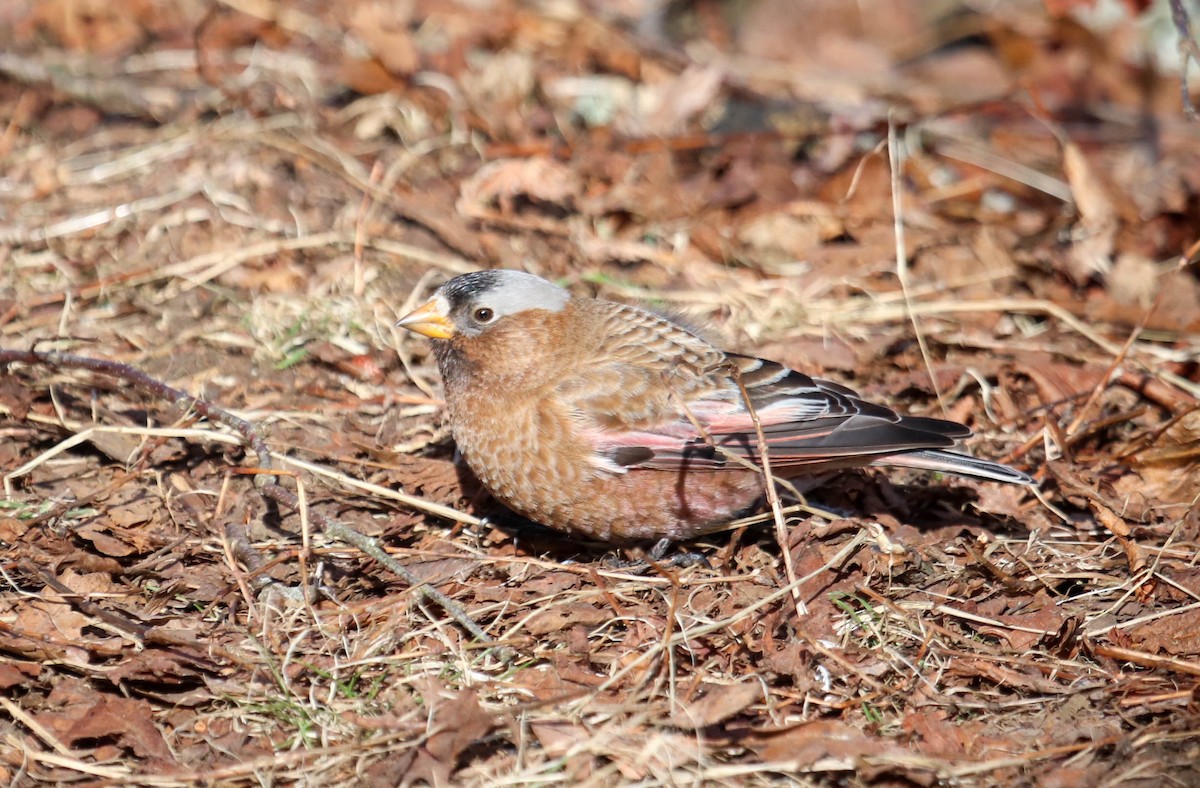 Gray-crowned Rosy-Finch - ML615655956