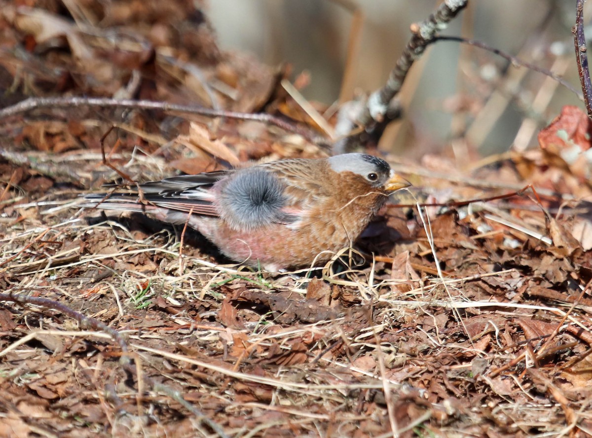 Gray-crowned Rosy-Finch - ML615655960