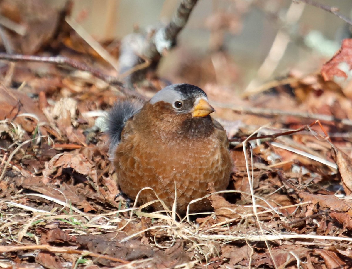 Gray-crowned Rosy-Finch - ML615655964