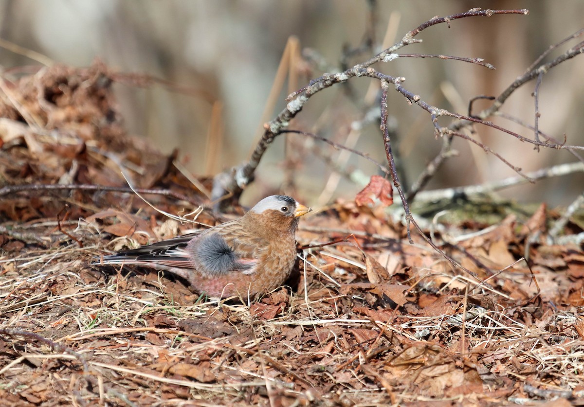 Gray-crowned Rosy-Finch - ML615655966