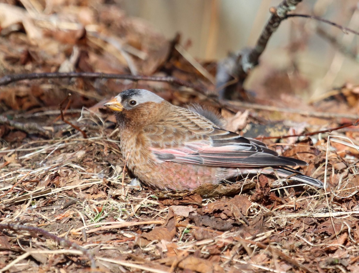 Gray-crowned Rosy-Finch - ML615655984