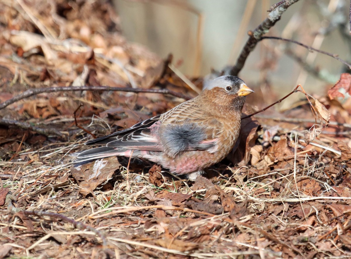 Gray-crowned Rosy-Finch - ML615655988