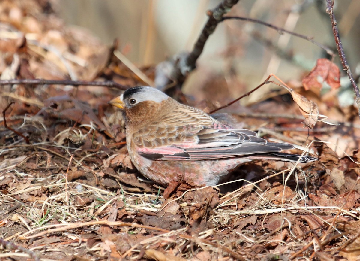 Gray-crowned Rosy-Finch - ML615656001