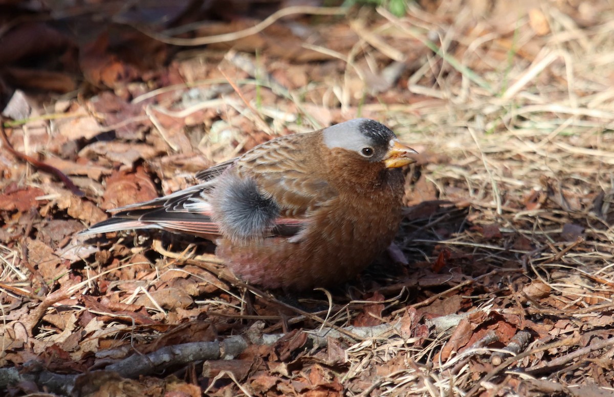 Gray-crowned Rosy-Finch - ML615656009