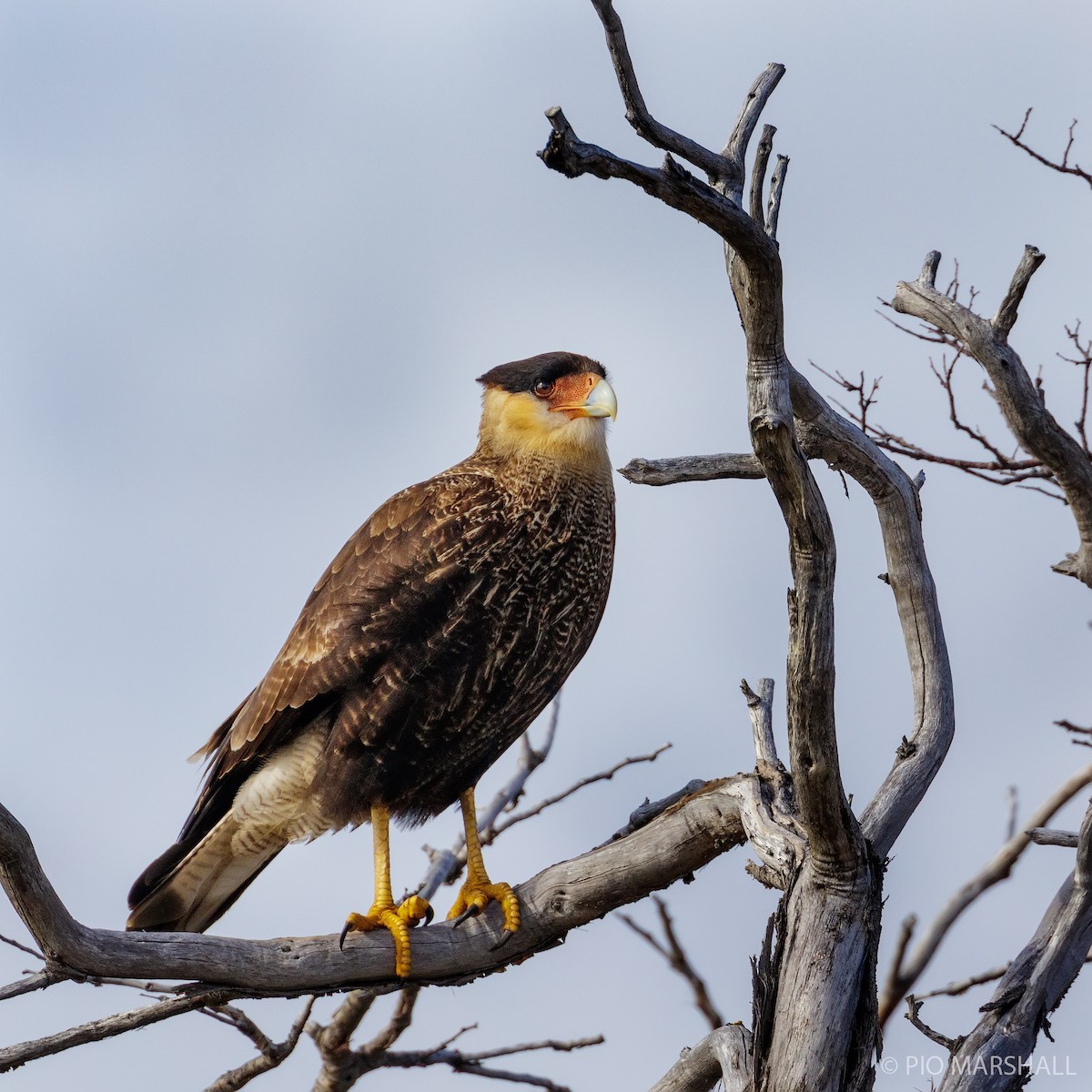Crested Caracara (Southern) - ML615656105