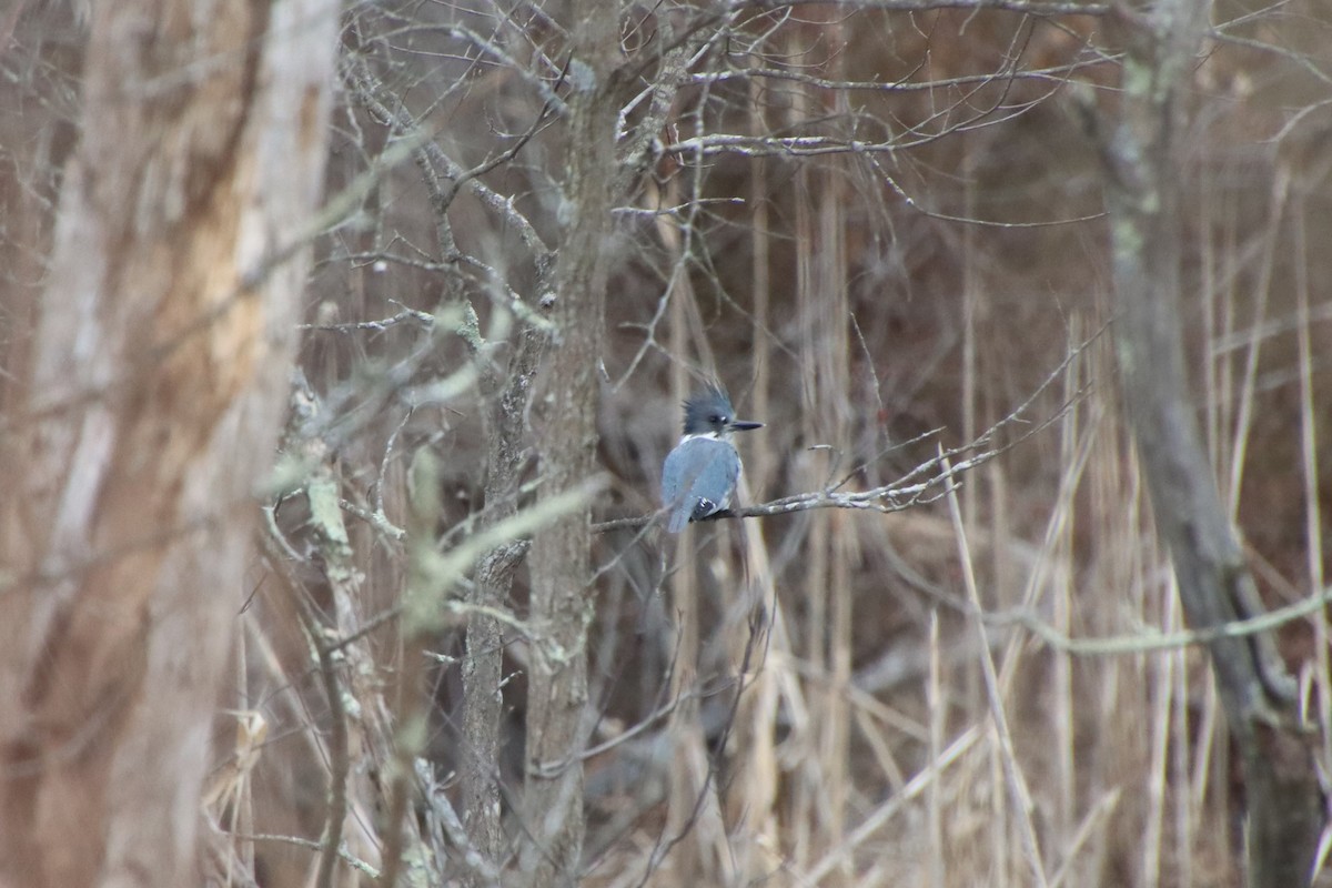 Belted Kingfisher - ML615656260