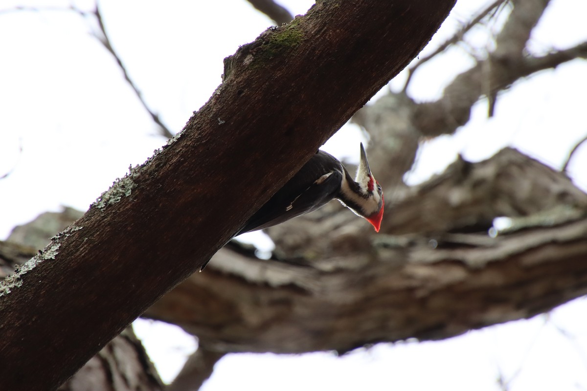 Pileated Woodpecker - ML615656323
