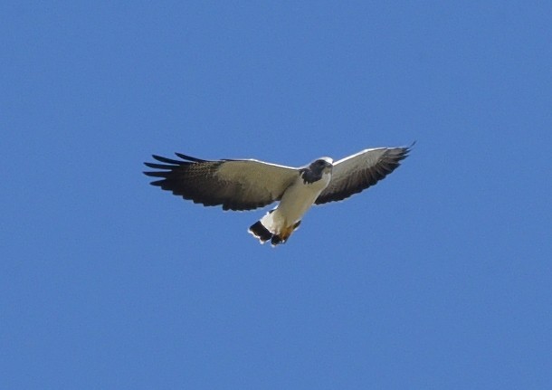 White-tailed Hawk - Chris Gaffan