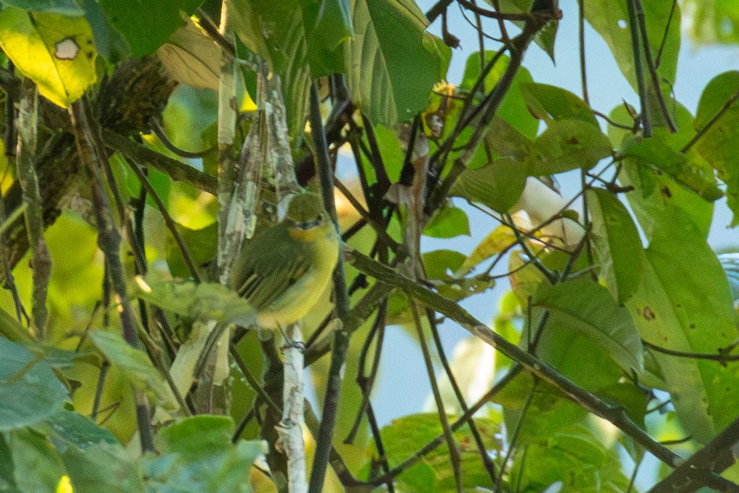Olive-faced Flatbill - ML615656435