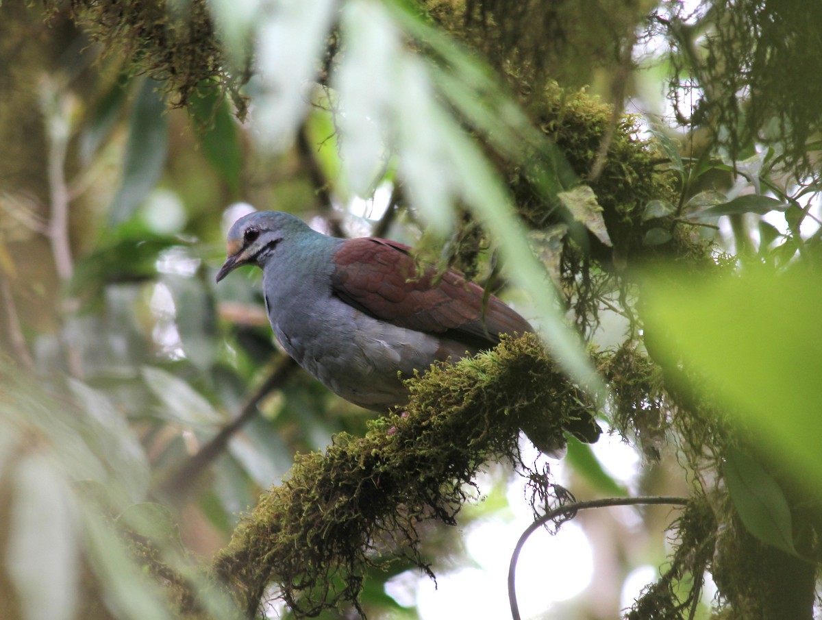 Buff-fronted Quail-Dove - ML615656437