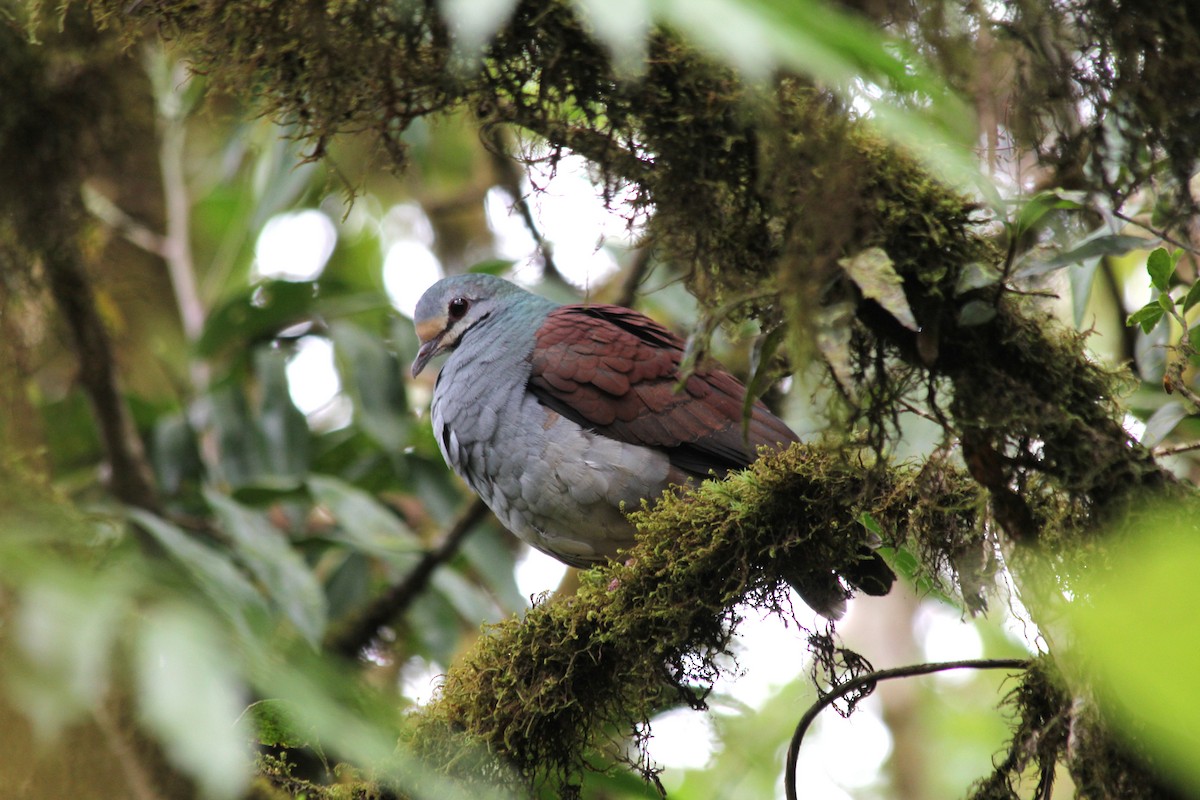 Buff-fronted Quail-Dove - ML615656512