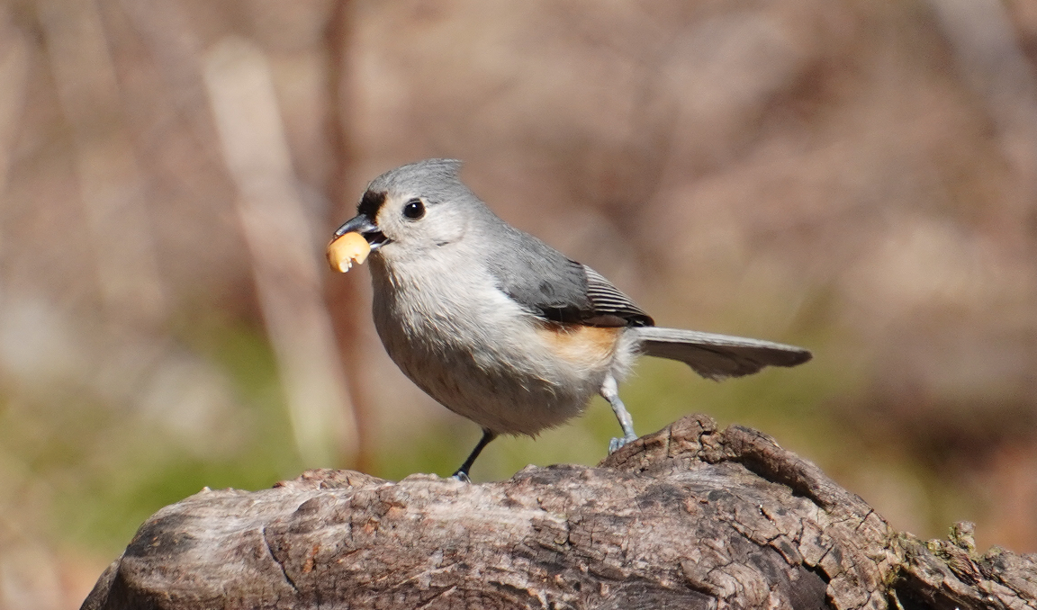 Tufted Titmouse - T Y