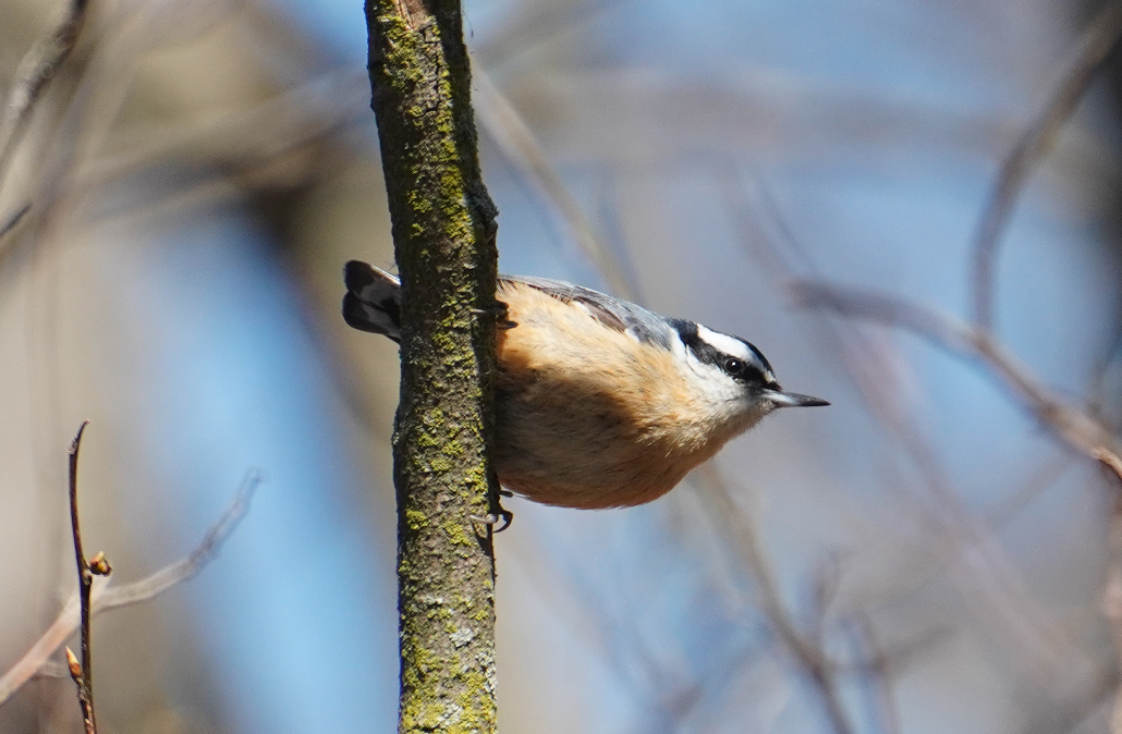 Red-breasted Nuthatch - T Y