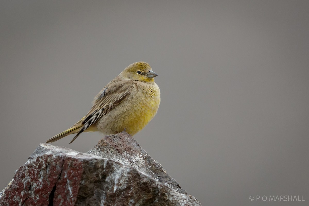Greater Yellow-Finch - ML615656567
