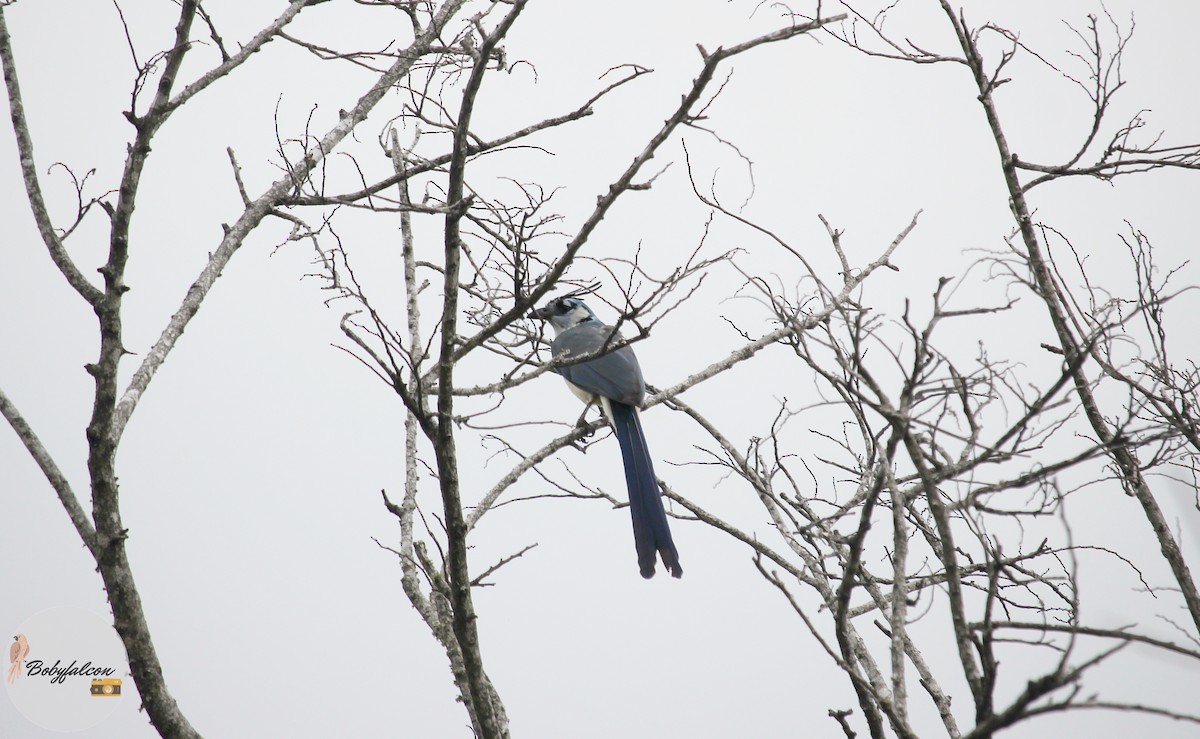 White-throated Magpie-Jay - ML615656616
