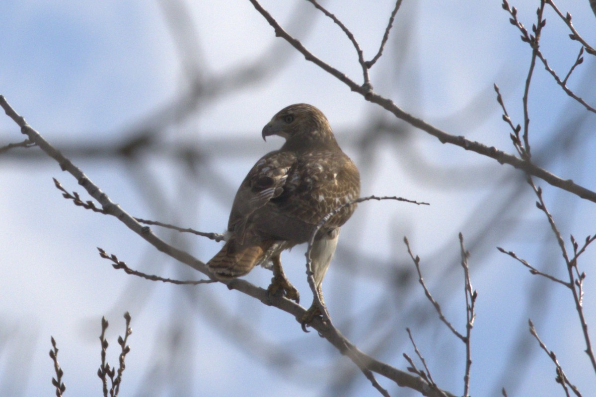 Red-tailed Hawk - ML615656735