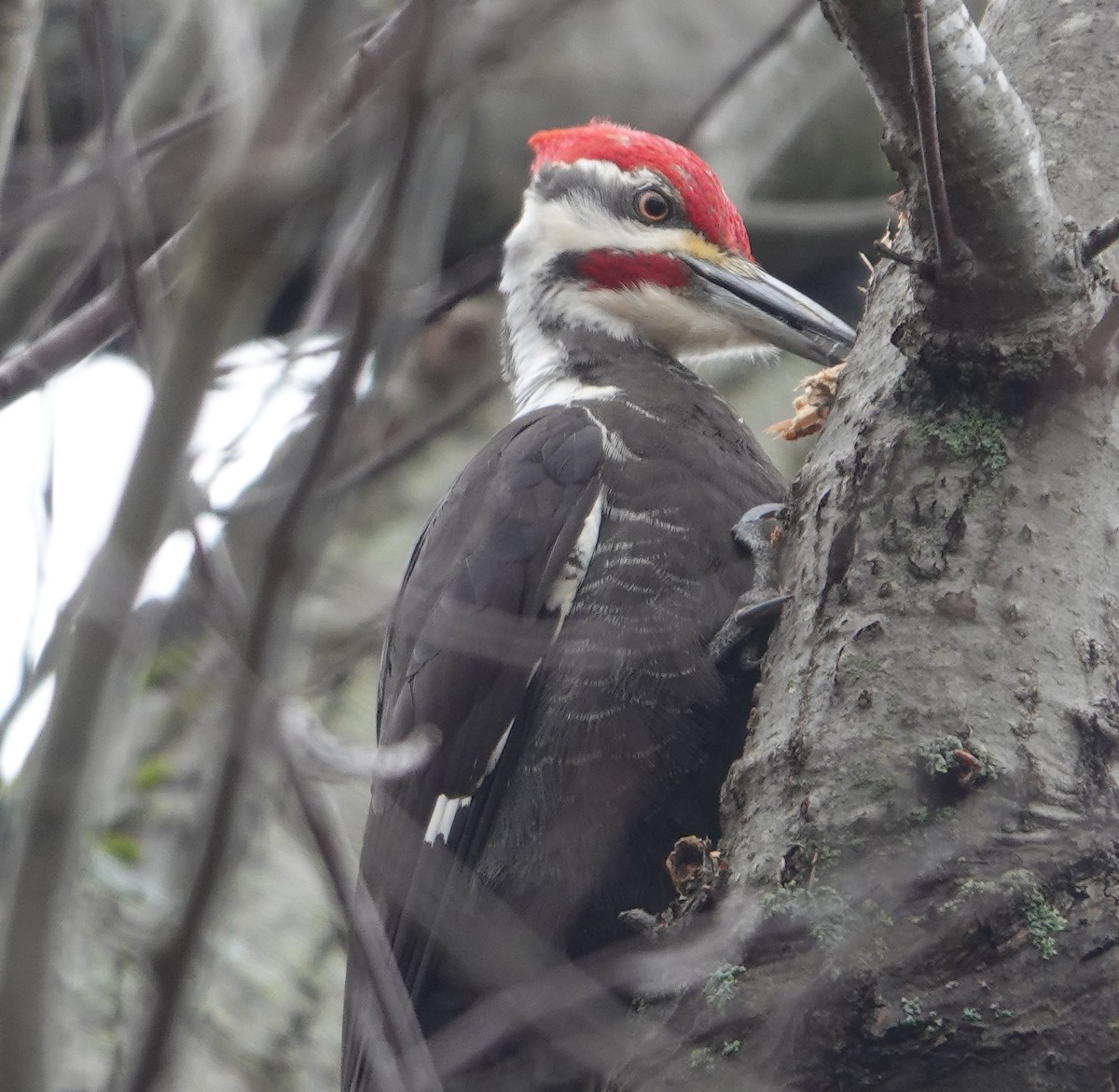 Pileated Woodpecker - ML615656808