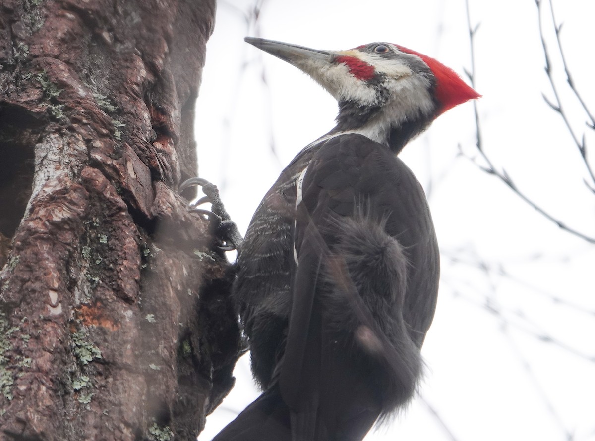Pileated Woodpecker - Paul  McPartland
