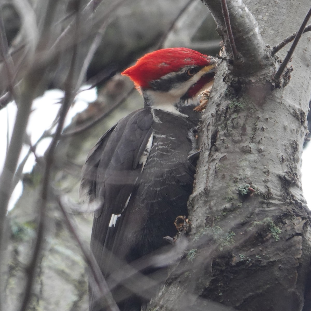Pileated Woodpecker - ML615656813