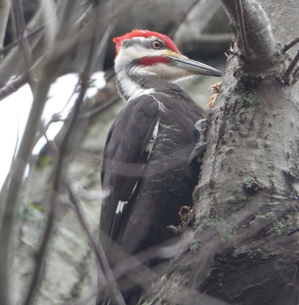 Pileated Woodpecker - ML615656814