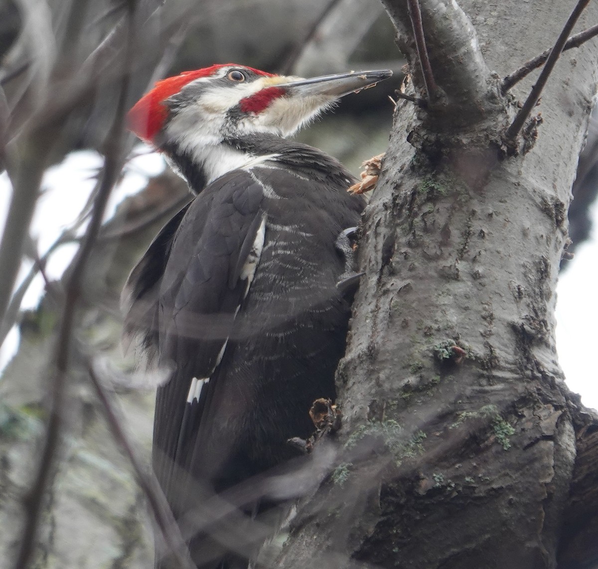 Pileated Woodpecker - ML615656815