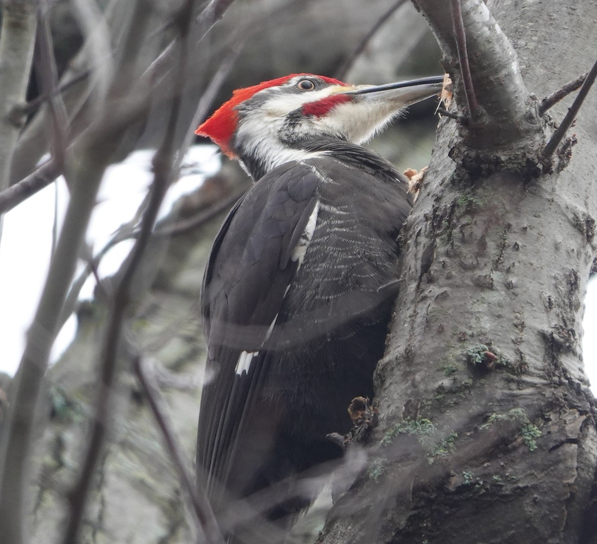 Pileated Woodpecker - ML615656817