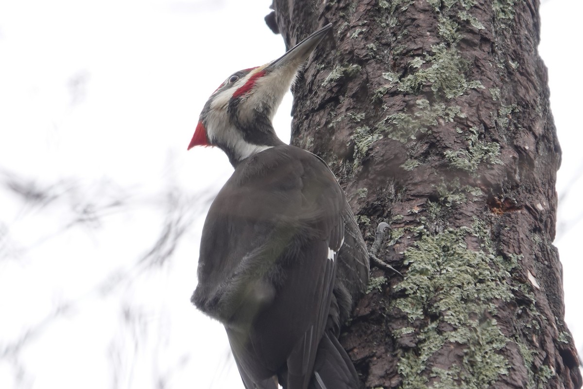 Pileated Woodpecker - Paul  McPartland