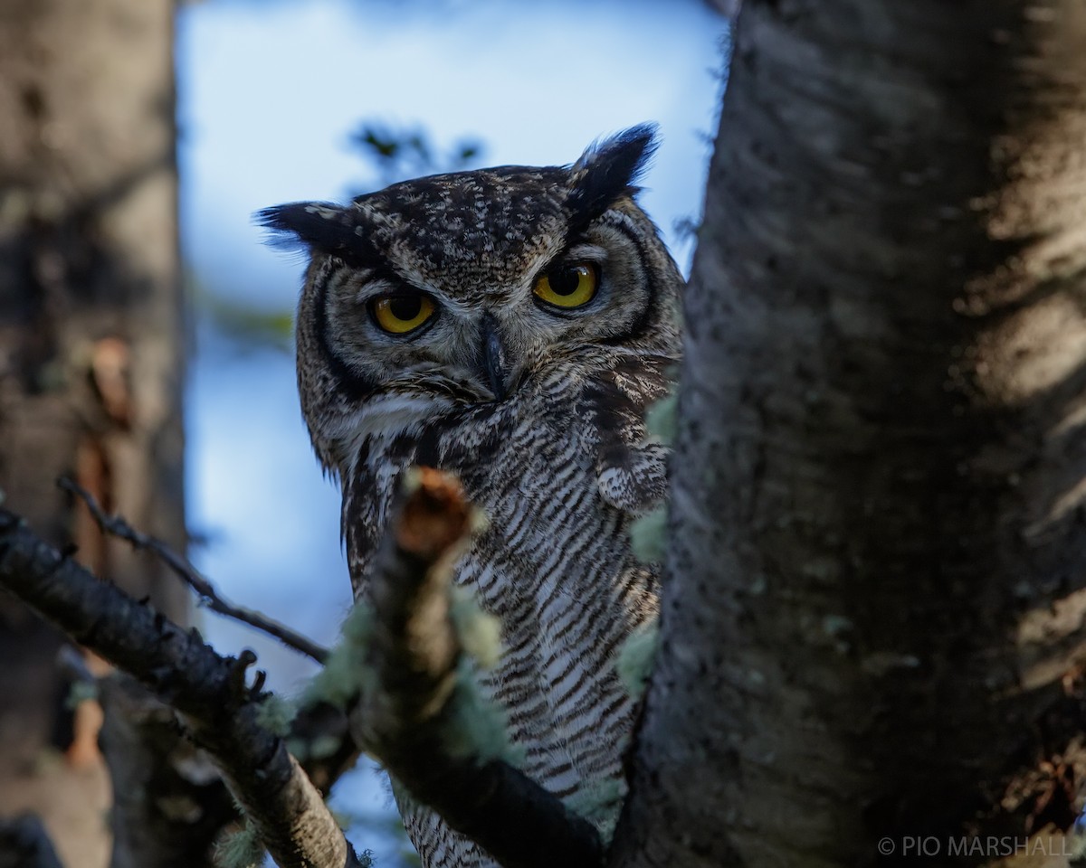 Lesser Horned Owl - Pio Marshall