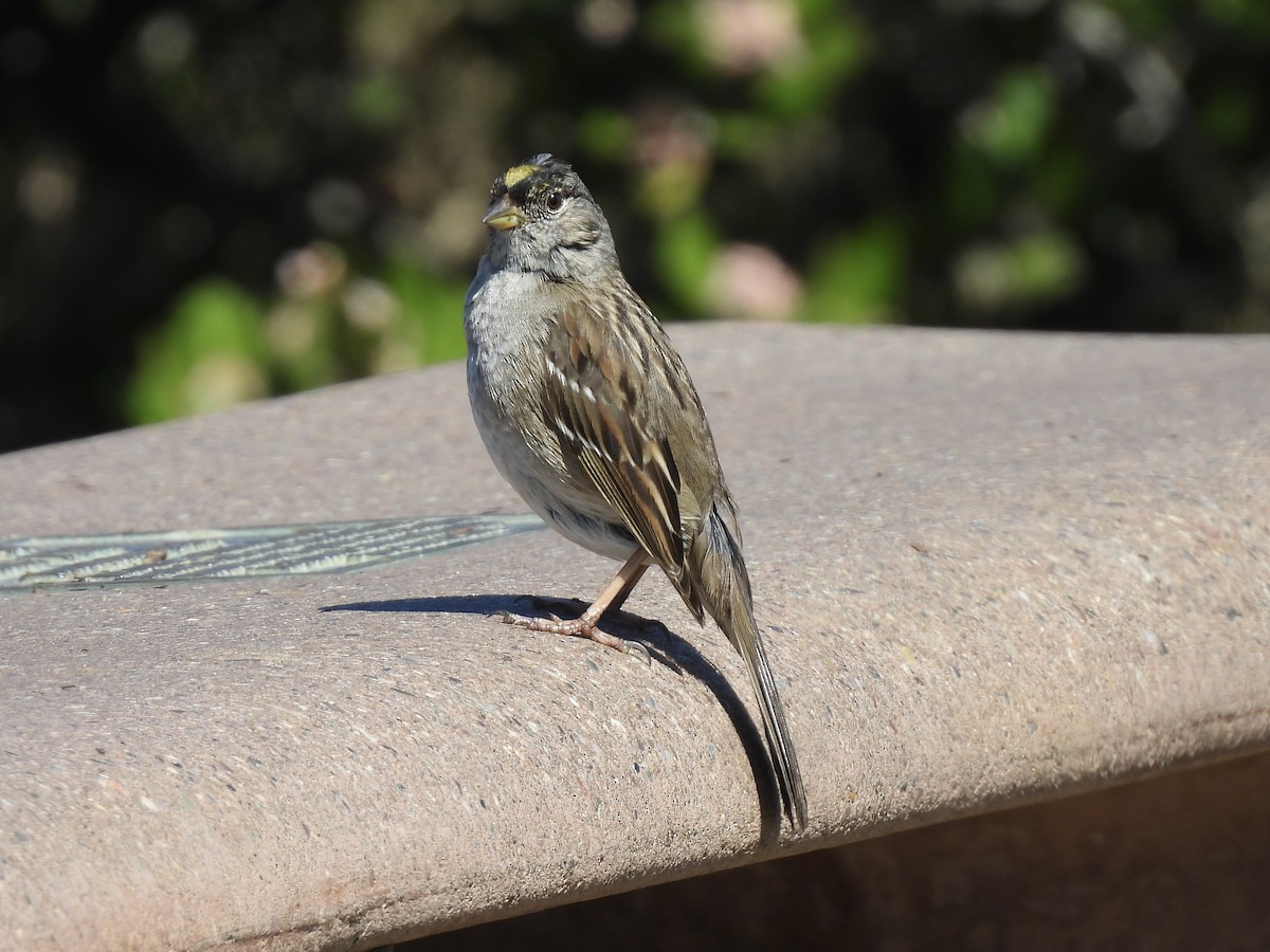 Golden-crowned Sparrow - Jenny Flexman