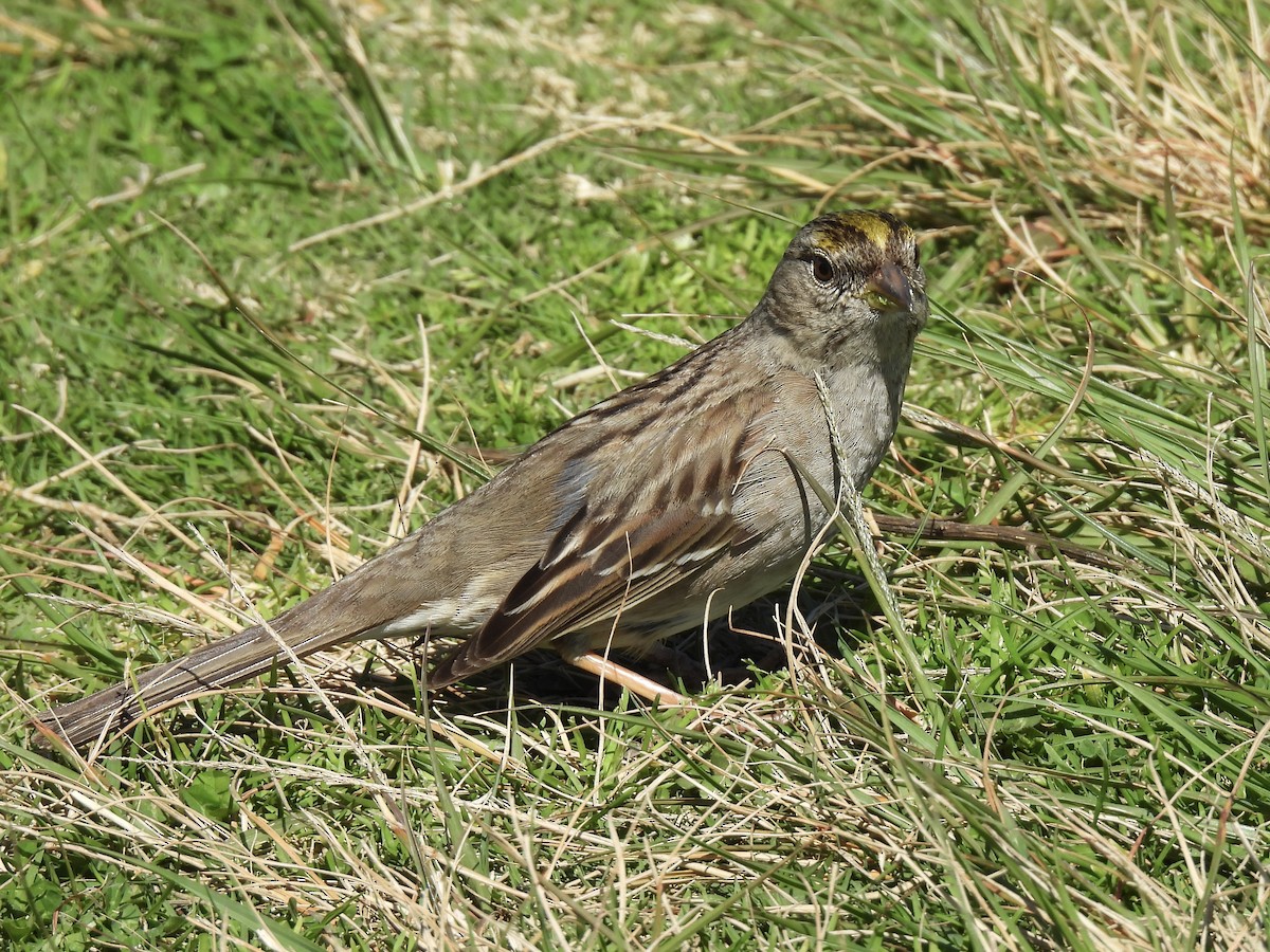 Golden-crowned Sparrow - ML615657259