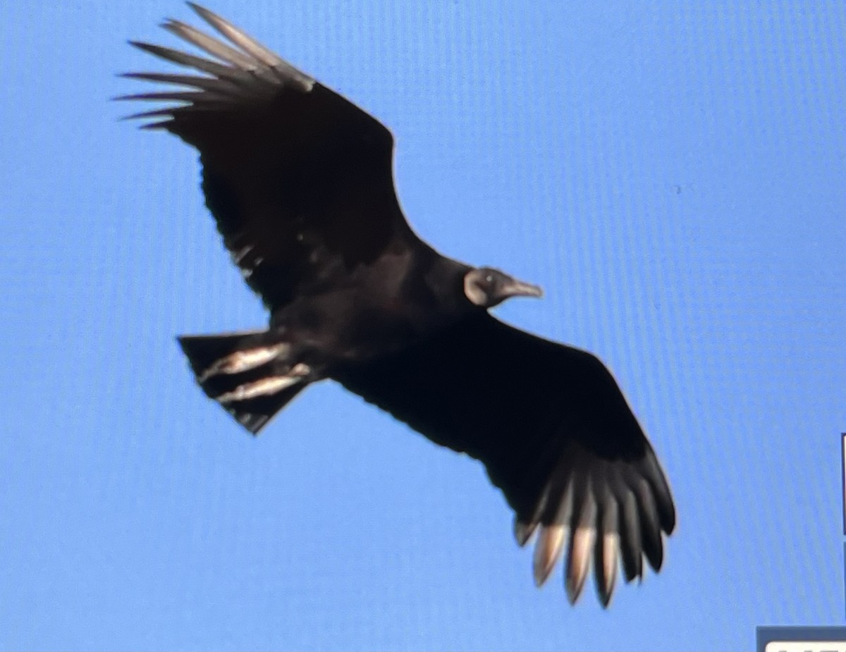 Black Vulture - ML615657263