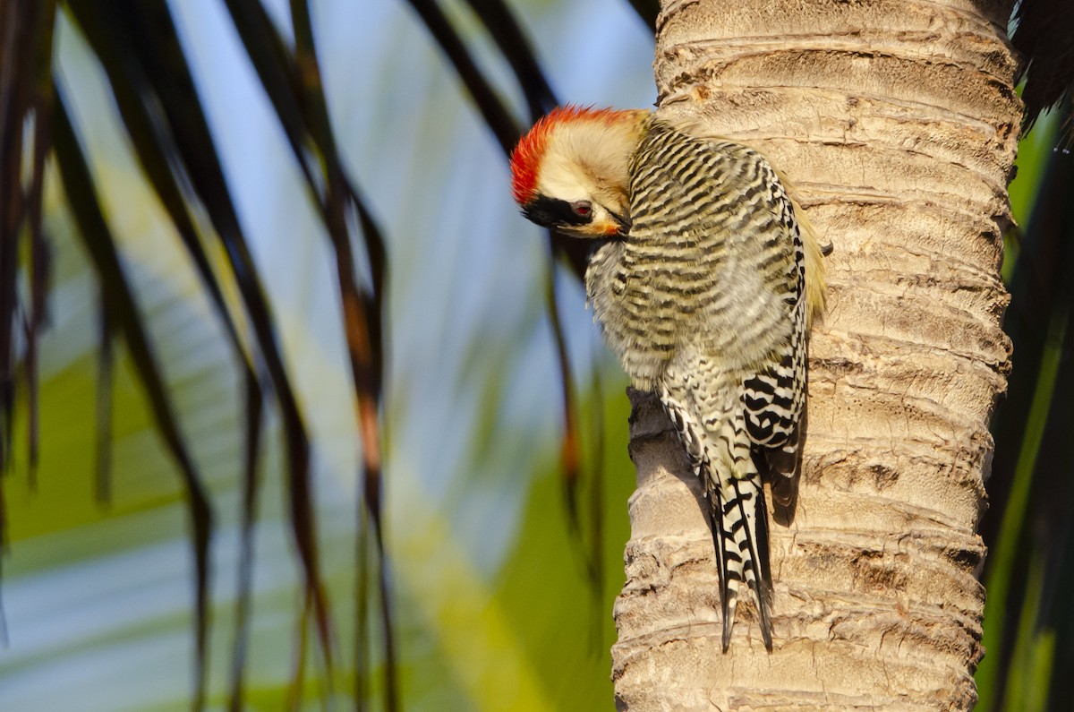 West Indian Woodpecker - ML615657296