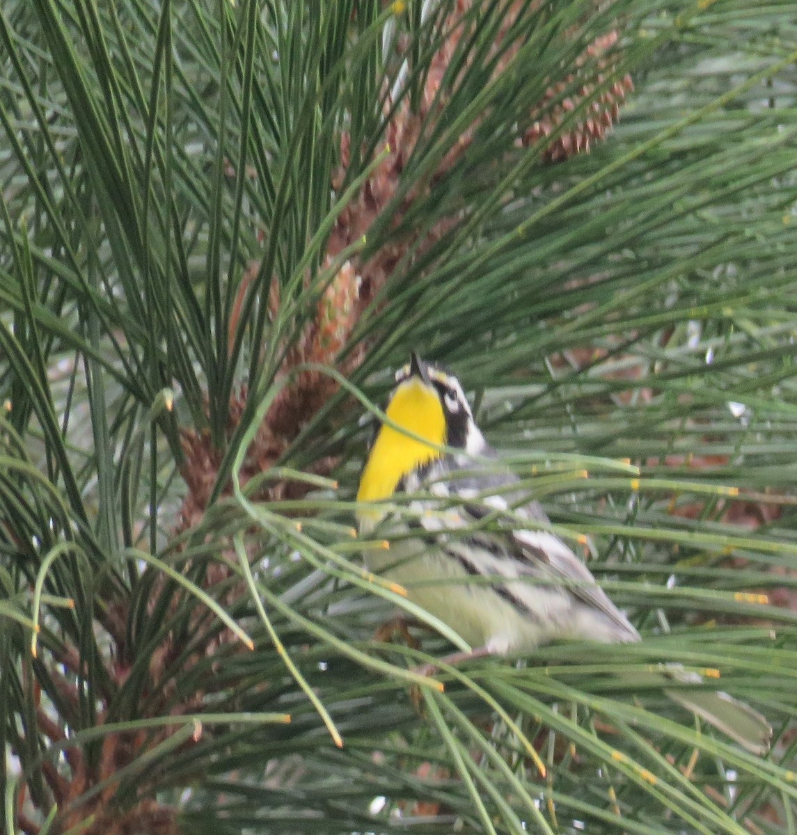 Yellow-throated Warbler - ML615657507