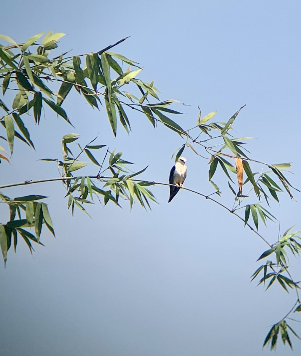 Black-winged Kite - ML615657827