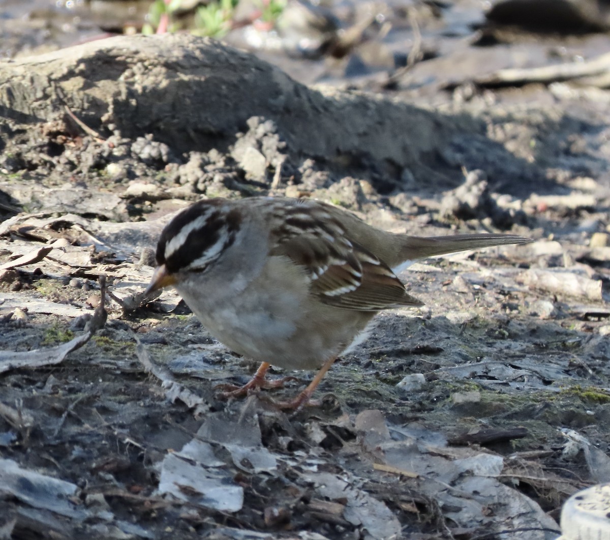 White-crowned Sparrow - ML615657869